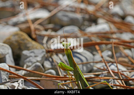 Praying mantis or mantid with the light behind very close up Latin name mantis religiosa settled on a gravel pathway in summer in Italy Stock Photo