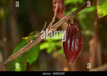 One cacao pod ready for harvest on tree branch blur farm background Stock Photo