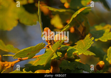 two acorns or oak nuts Latin balanus on an Italian oak tree in autumn  in Italy Latin quercus UK national trail symbol and Connecticut Unitversity Stock Photo