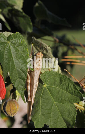 Egyptian or giant grasshopper on an abutilon plant extremely close up Latin name aegyptium anacridium with close up stripy eye in Italy Stock Photo