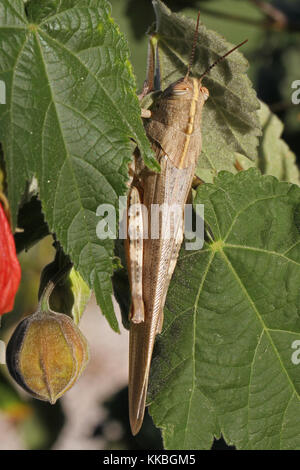 Egyptian or giant grasshopper on an abutilon plant extremely close up Latin name aegyptium anacridium with close up stripy eye in Italy Stock Photo