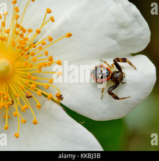 Synema globosum is a common spider in mediterranean area. Stock Photo