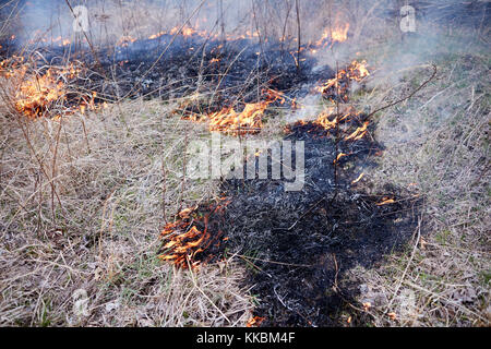 Controlled or prescribed burn of dry brush with small flames on the periphery while clearing undergrowth to prevent a fire hazard Stock Photo