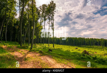 forest road among tall trees on a large meadow. beautiful nature scenery in springtime Stock Photo