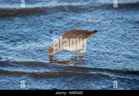 Redshank foraging for food at the shoreline on the east coast of ...