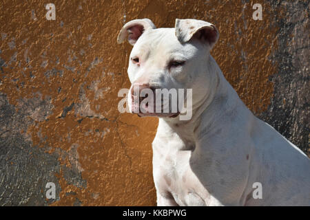 White pitbull dog taking a sun bath Stock Photo