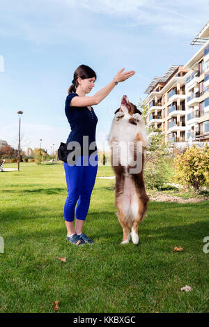 Dog Handler Training Australian Shepherd Stock Photo