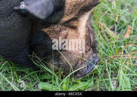 Black pig with white spots walking in yard Stock Photo