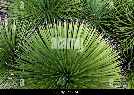 Cactus - succulent shot from top - round radiating outwards - green background