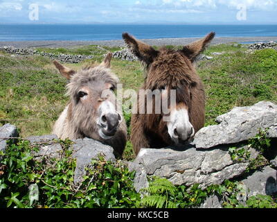 Two mules look to camera on Inis Mor Island, Aran Islands, Ireland Stock Photo