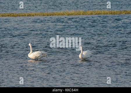 Trumpeter Swan (Cygnus buccinator) pair resting and preening in Yellowstone River, Yellowstone National Park Stock Photo