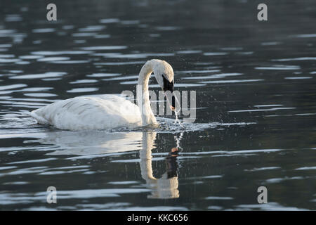 Trumpeter Swan (Cygnus buccinator) shaking water off its head while feeding in the Yellowstone River, Yellowstone National Park Stock Photo