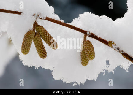 Young catkins of Hazel, Corylus avellana in snow, Wales, UK. Stock Photo