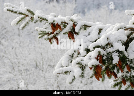 Cones of Douglas Fir, Pseudotsuga menziesii, in snow, Wales, UK. Stock Photo