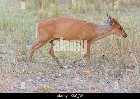 Muntjac Wandering the Woods in Kanha National Park in India Stock Photo