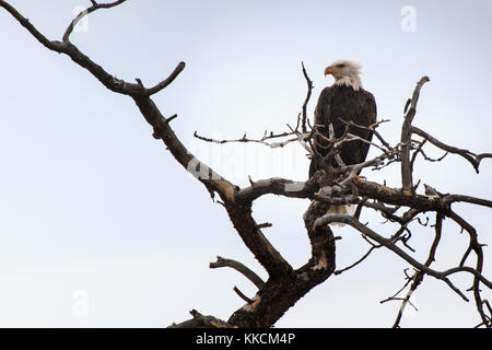 Bald Eagle (Haliaeetus leucocephalus) Perched in a Dead Tree Stock Photo
