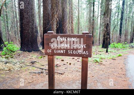 Carved wooden sign announcing the entrance to Tuolumne Grove of giant sequoia redwood trees in Yosemite National Park, Yosemite Valley, California, 2016. Stock Photo