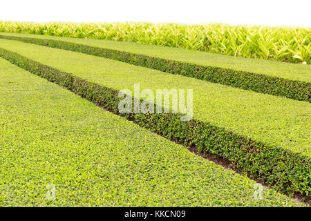 Garden in Summer with Green Bush Neatly Cut in Long Rows. Stock Photo