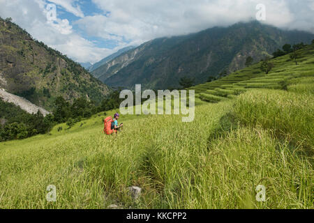 Rice terraces in the Himalayan foothills on the Manaslu Circuit Trek, Nepal Stock Photo