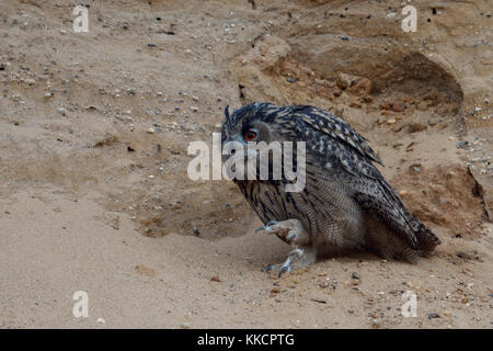 Eurasian Eagle Owl / Europäischer Uhu ( Bubo bubo ) young, perched in the slope of a gravel pit at dusk, raising its claw, talon, wildlife, Europe. Stock Photo