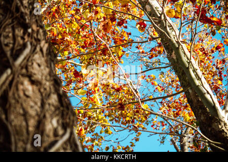 Autumn Leaves turning golden orange and red in beautiful blue sky Stock Photo