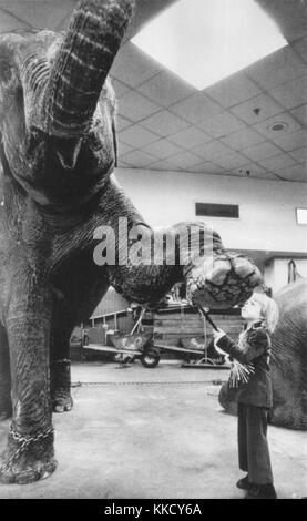 Oliver got one of the show's big elephants to raise a leg. The youngster's father is teaching him how to handle the animals. Ringling Bros and Barnum & Bailey Circus Mark Oliver Gebel 1975 No 3 Stock Photo
