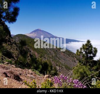 View of peak of volcanic Mount Teide on Tenerife, Canary Islands with 'mar de nubes' clouds below and pines and wild flowers in foreground Stock Photo