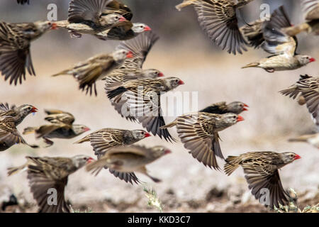 Flock of red-billed quelea (Quelea quelea) in flight [motion blur]- Onkolo Hide, Onguma Game Reserve, Namibia, Africa Stock Photo