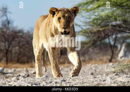 Lion (Panthera leo) - Onkolo Hide, Onguma Game Reserve, Namibia, Africa Stock Photo