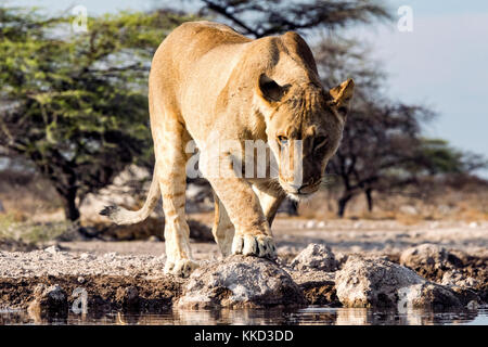 Lion (Panthera leo) - Onkolo Hide, Onguma Game Reserve, Namibia, Africa Stock Photo