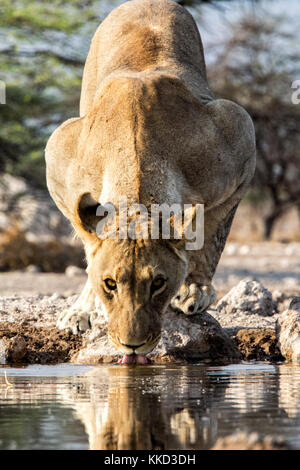 Lion (Panthera leo) drinking at Onkolo Hide, Onguma Game Reserve, Namibia, Africa Stock Photo