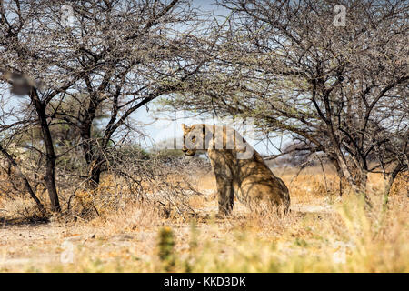 Lion (Panthera leo) sitting in shade of trees at Onkolo Hide, Onguma Game Reserve, Namibia, Africa Stock Photo