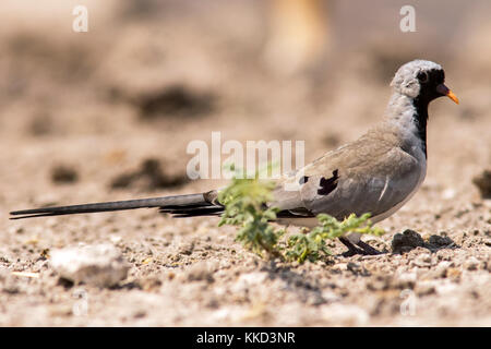 Namaqua dove (Oena capensis) - Onkolo Hide, Onguma Game Reserve, Namibia, Africa Stock Photo