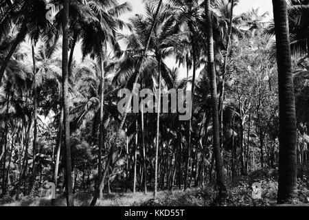 A dense grove of coconut trees in monochrome, Old Goa, India. Stock Photo