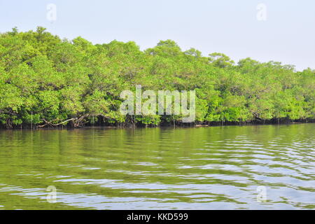 Mangrove forest on Chorao island, Goa, India. Stock Photo