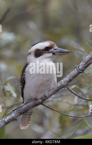 Kookaburra bird perched on a branch in its natural habitat with a soft-focus background Stock Photo
