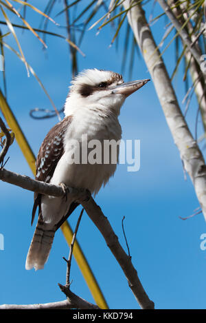 Australian Kookaburras are terrestrial tree kingfishers of the genus Dacelo native to Australia and New Guinea. Stock Photo