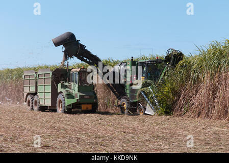 Sugarcane harvesting machine cutting crop in the field and loading it onto a haul out truck Stock Photo