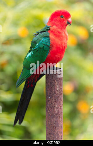 The Australian king parrot (Alisterus scapularis) is endemic to eastern Australia ranging from Cooktown in Queensland through to Port Campbell in Vict Stock Photo