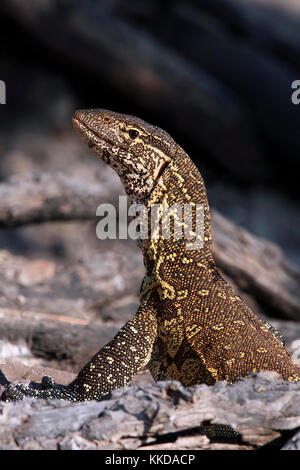 A Water Monitor (Varanus niloticus) on the banks of the Chobe River in Chobe National Park in Botswana in Southern Africa. This is the largest of the  Stock Photo