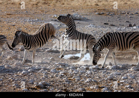 Kicking Zebra (Equus quagga) near a waterhole in Etosha National Park in Namibia