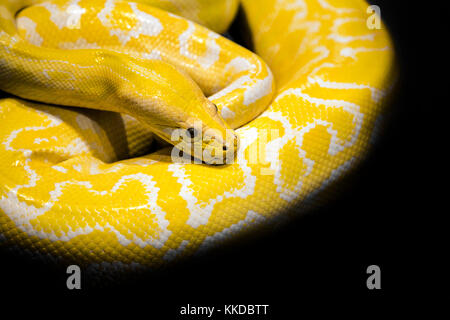 close up python snake in dark background Stock Photo