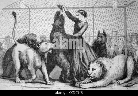 Pictures of the time of 1855, Woman feeds a bear amidst lions in the lions' den of Cirque Napoleon, showing, France, Digital improved reproduction of an original woodcut Stock Photo