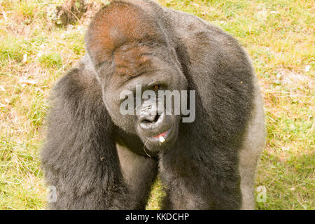 Adult alpha male silverback gorilla resident at port Lympne Reserve in Kent Stock Photo