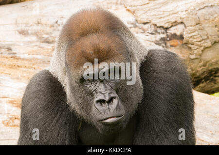 Adult alpha male silverback gorilla resident at port Lympne Reserve in Kent Stock Photo