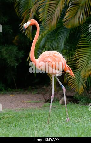 Ringed and captive Chilean flamingo in Florida USA