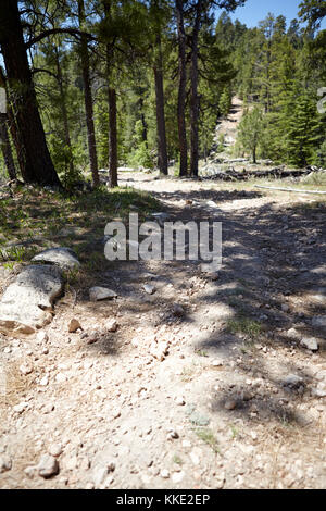 Dirt track through an evergreen pine forest in Arizona, USA on a sunny day in a nature background Stock Photo