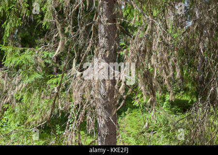 Beard moss hanging in spruce tree Stock Photo