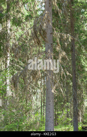 Beard moss hanging in spruce tree Stock Photo