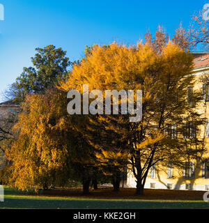 Autumn colors - A splendid group of trees at the garden of Guastalla in Milan Stock Photo